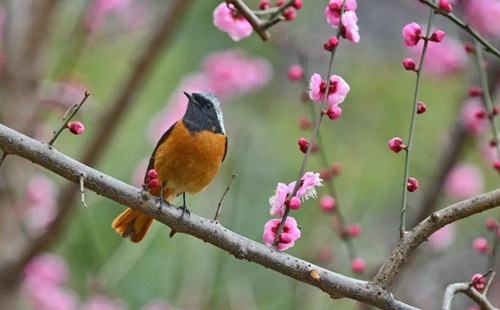 武汉一周天气预报(2月27日-3月5日)