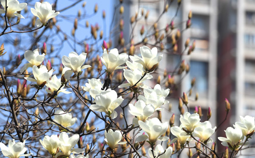 武汉三天天气预报3月10日-12日（附春季穿衣指南）