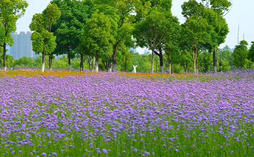 汉口江滩马鞭草花海在哪里_怎么去