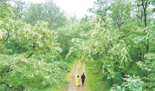 黄石春季赏花路线 黄石网红打卡地