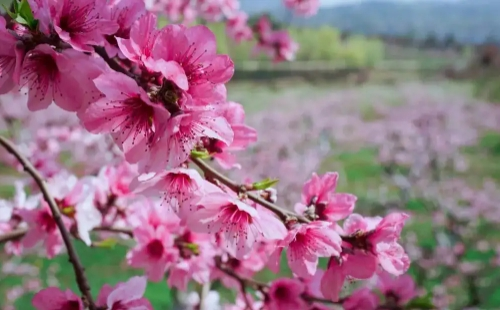 2022襄阳黄家湾花朝节时间及活动内容一览